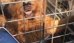 狗狗酋长爆料视频大全最新,揭秘萌宠界的神秘故事