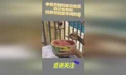 吃瓜小熊预告在线观看免费,免费在线观看，揭秘神秘事件！